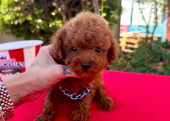 Toy Poodle Kore Kan Safkan Yavrularımız